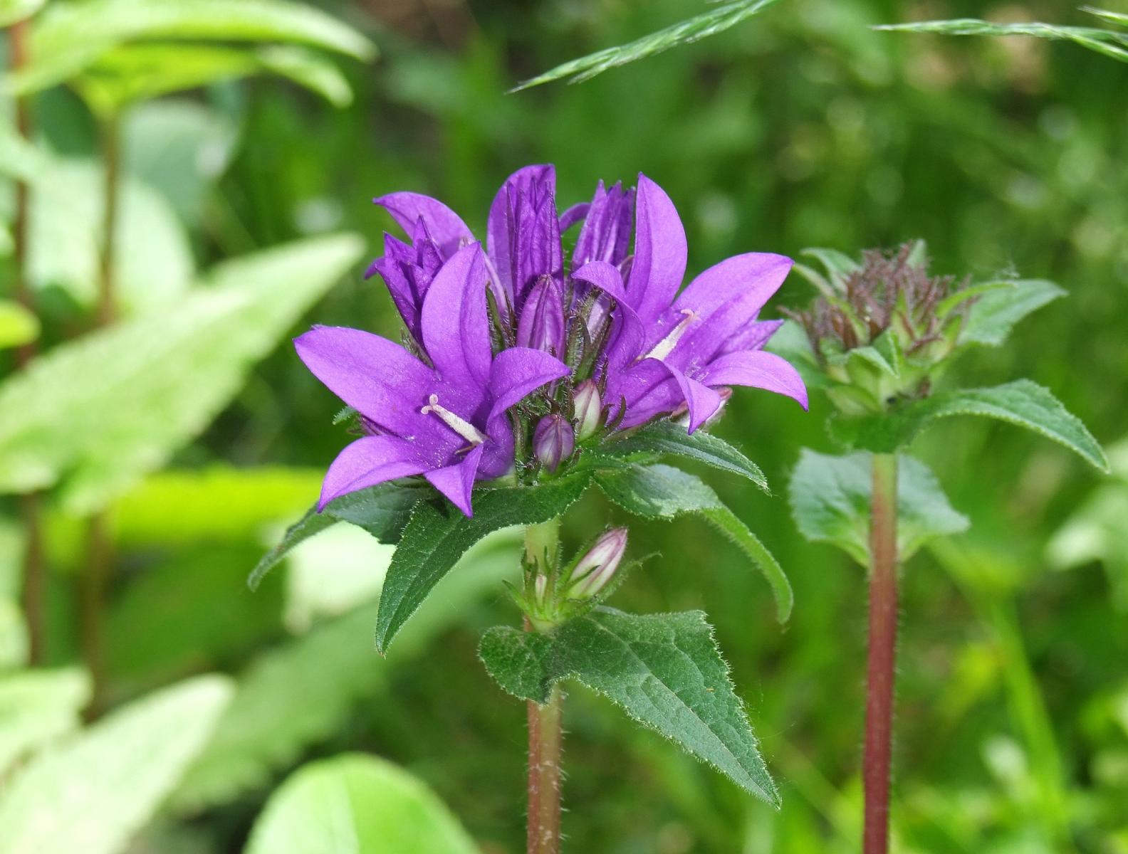 Glockenblume Knäuelblütige (Campanula glomerata)